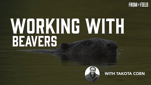 working with beavers