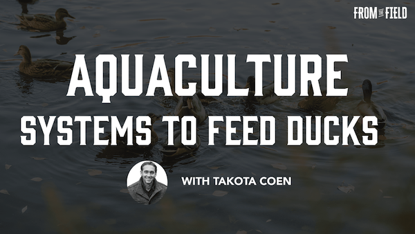 aquaculture systems to feed ducks