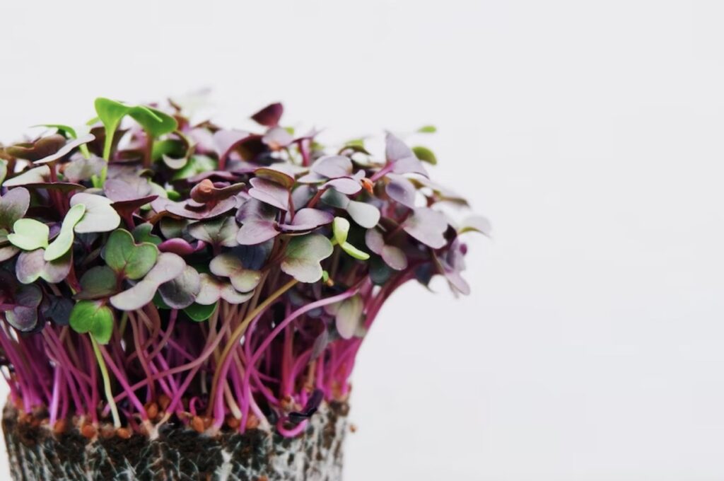 Purple stemmed microgreens growing from soil.