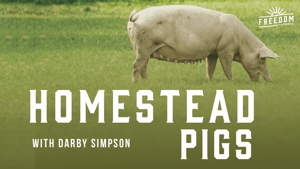 homestead pigs with darby simpson