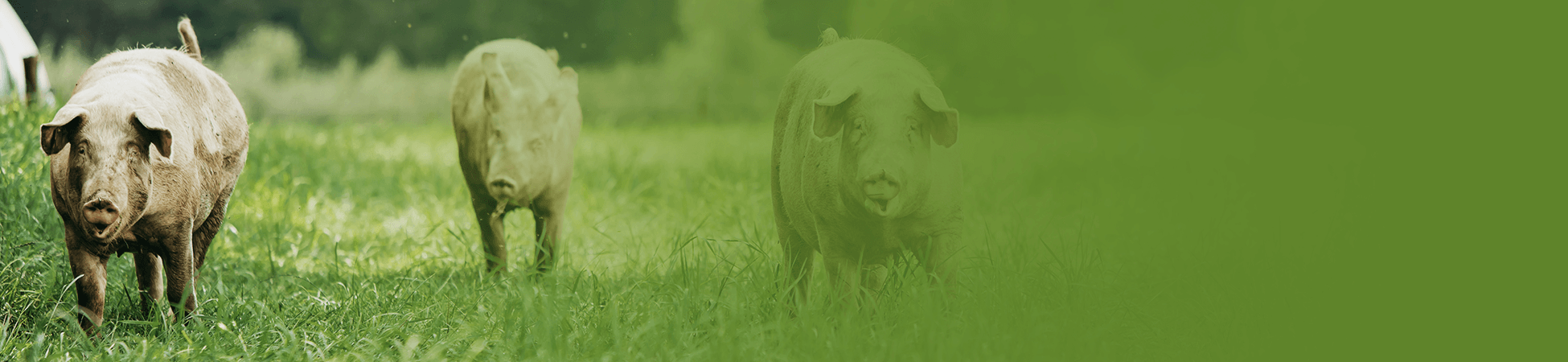 Raising Pigs For Profit