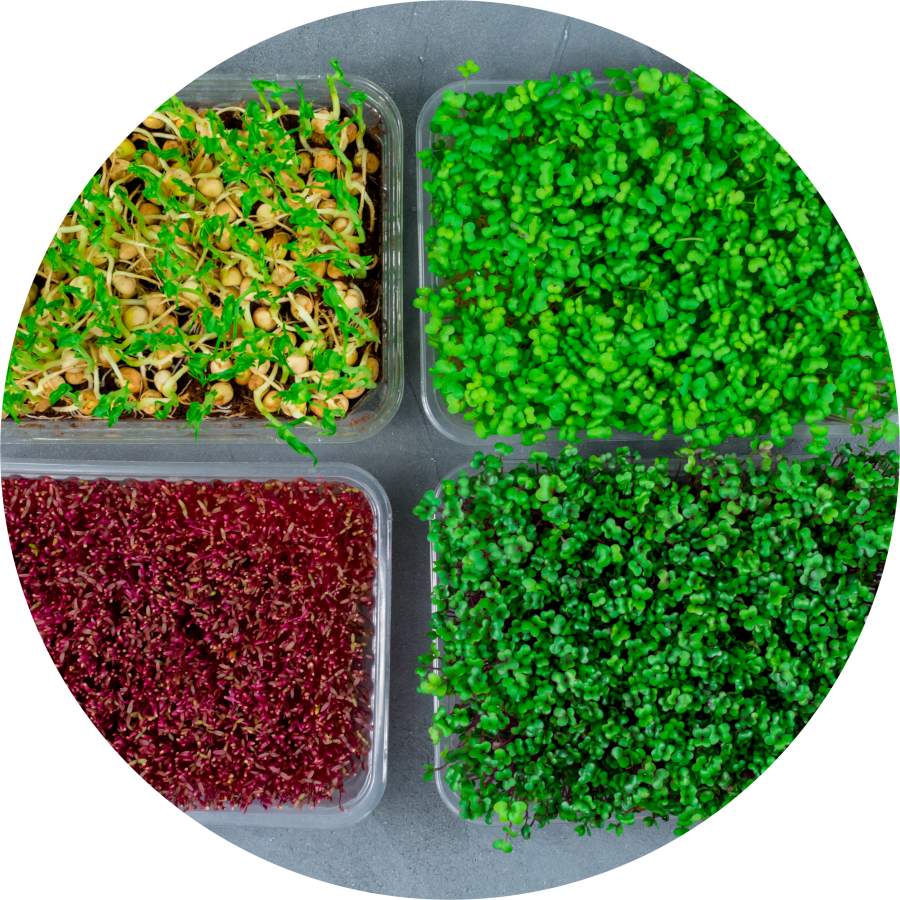 Different Microgreens