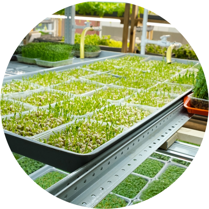 Eco-Friendly Microgreens