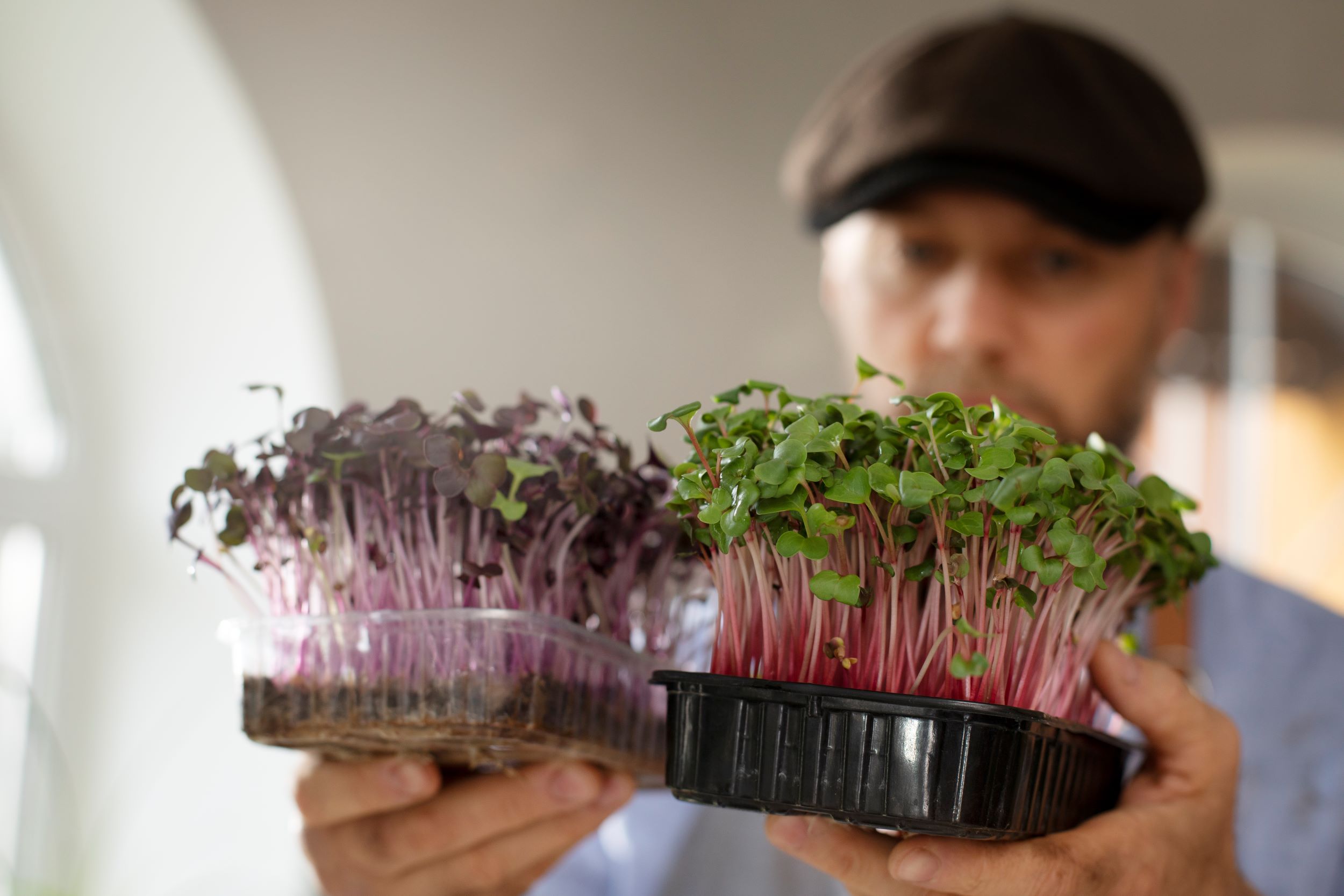 Growing Microgreens for Profit