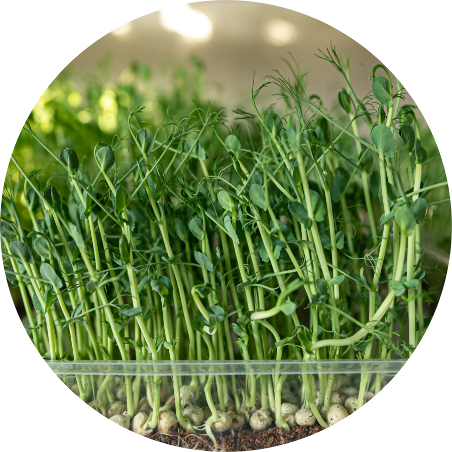 Microgreens Business Operation