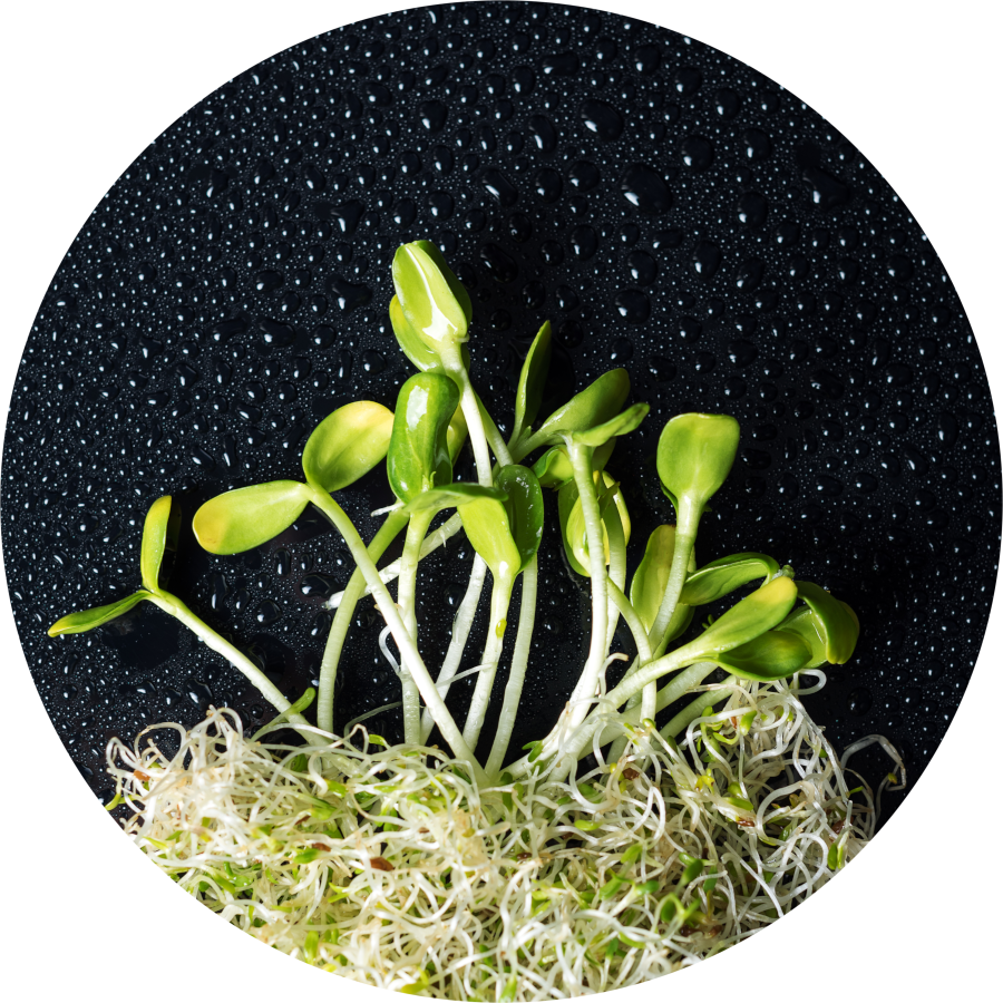 Microgreens Challenges