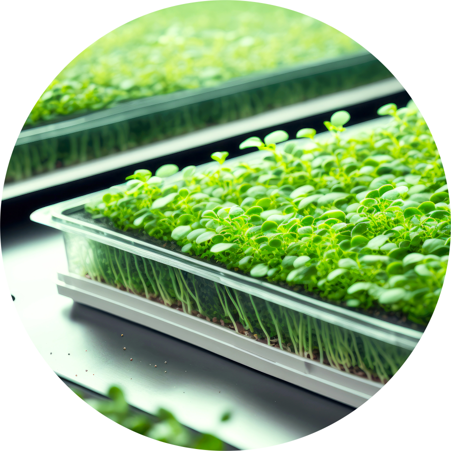 Microgreens Production