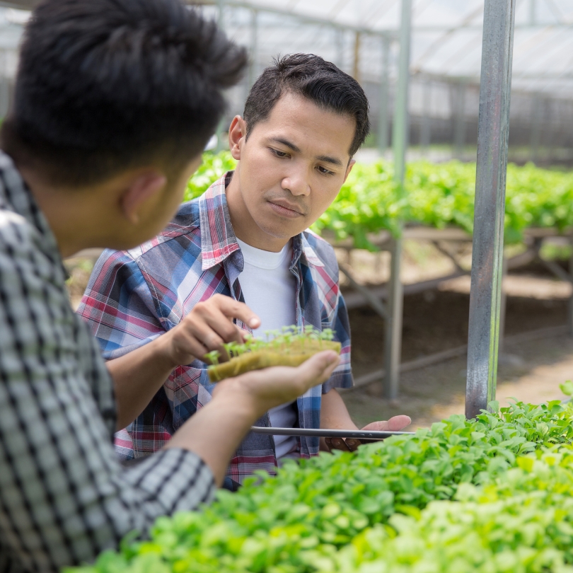 microgreens farm business plan