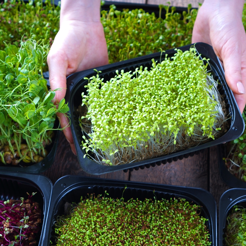 microgreens farm business plan