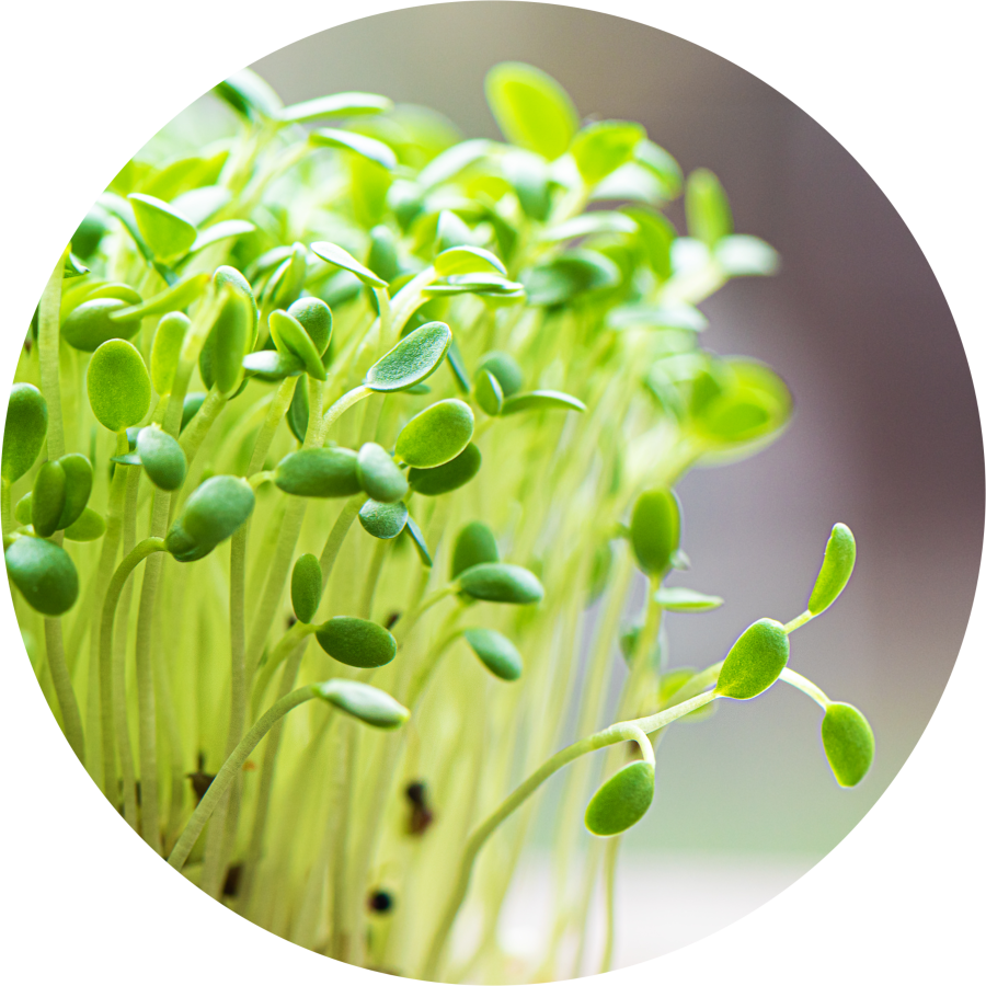 microgreens