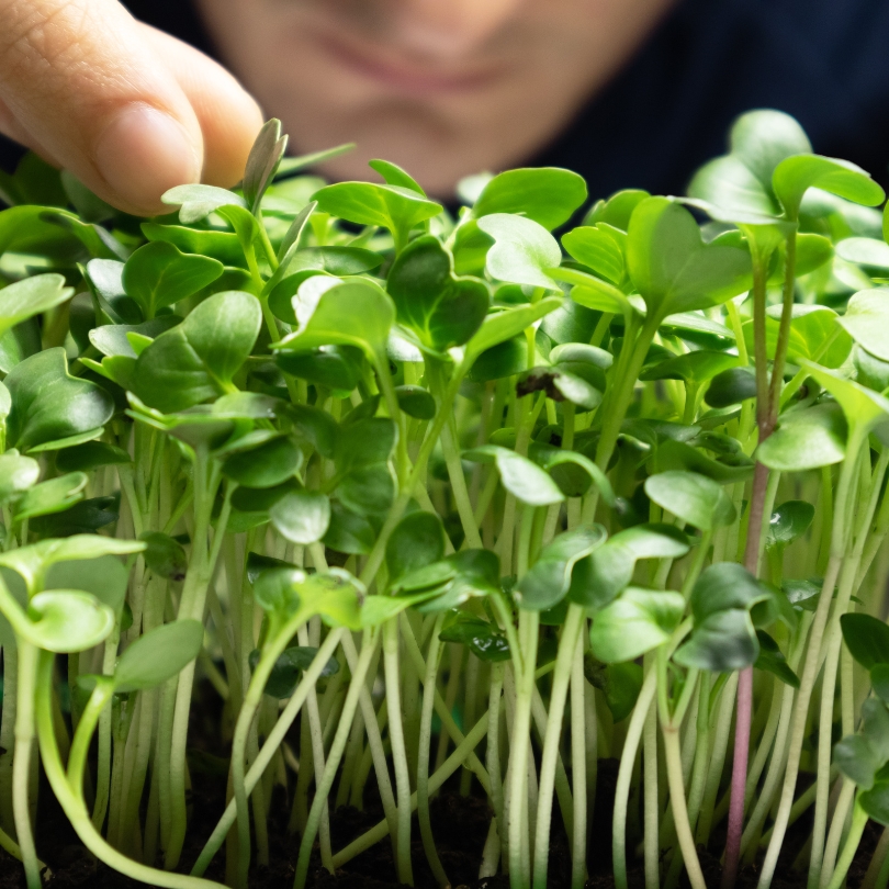 microgreens_business_person