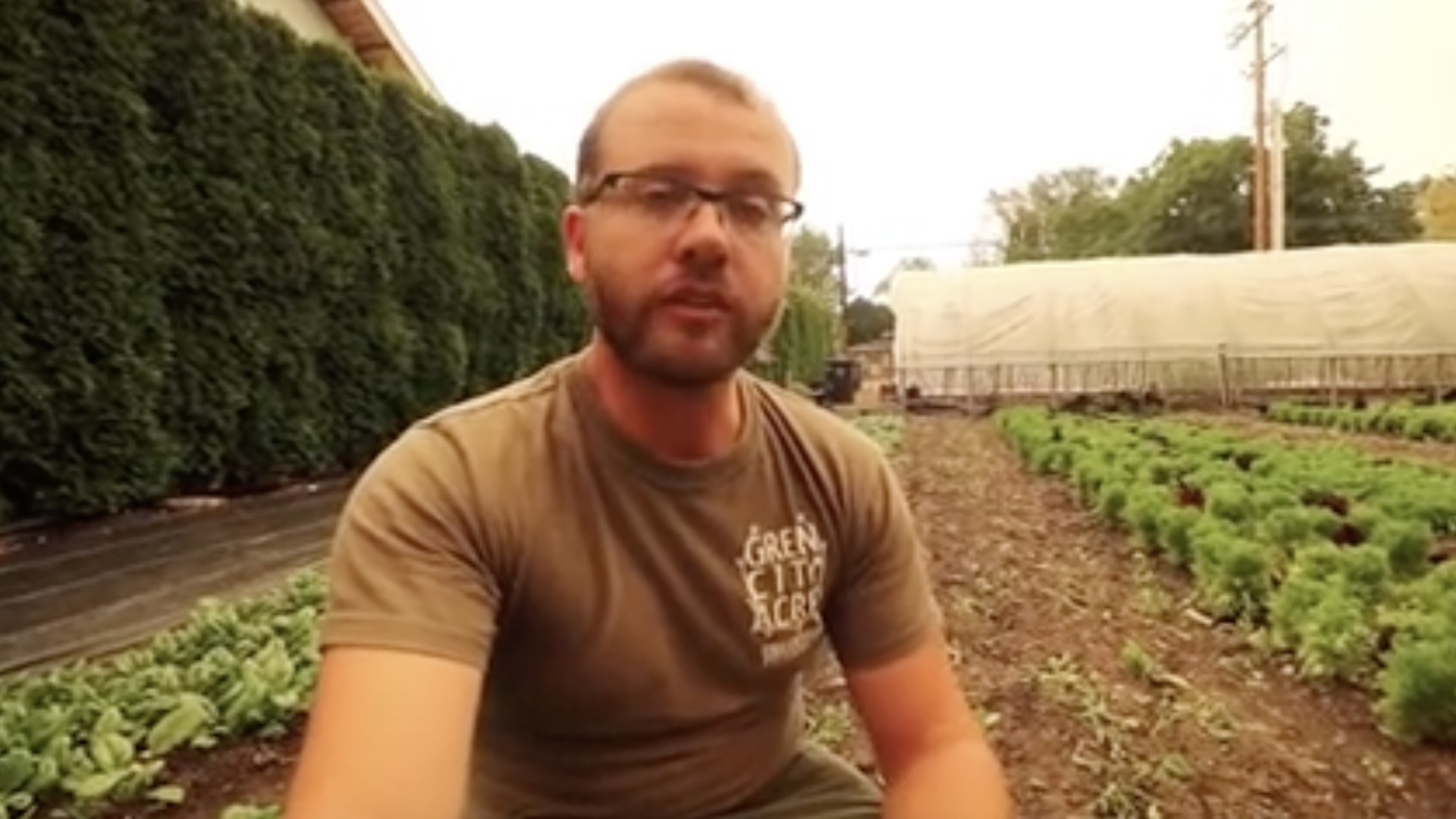 Growing Spinach In The Summer Heat Freedom Farmers