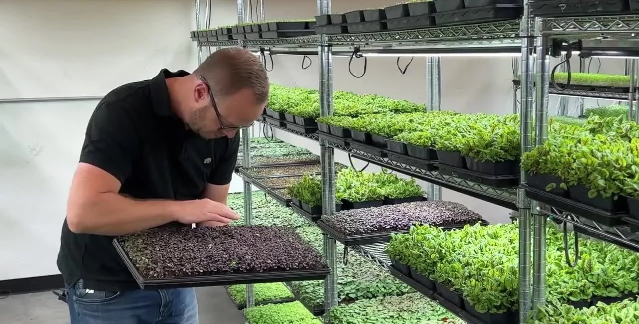 Checking a tray of purple microgreens beside racks of trays under grow lights