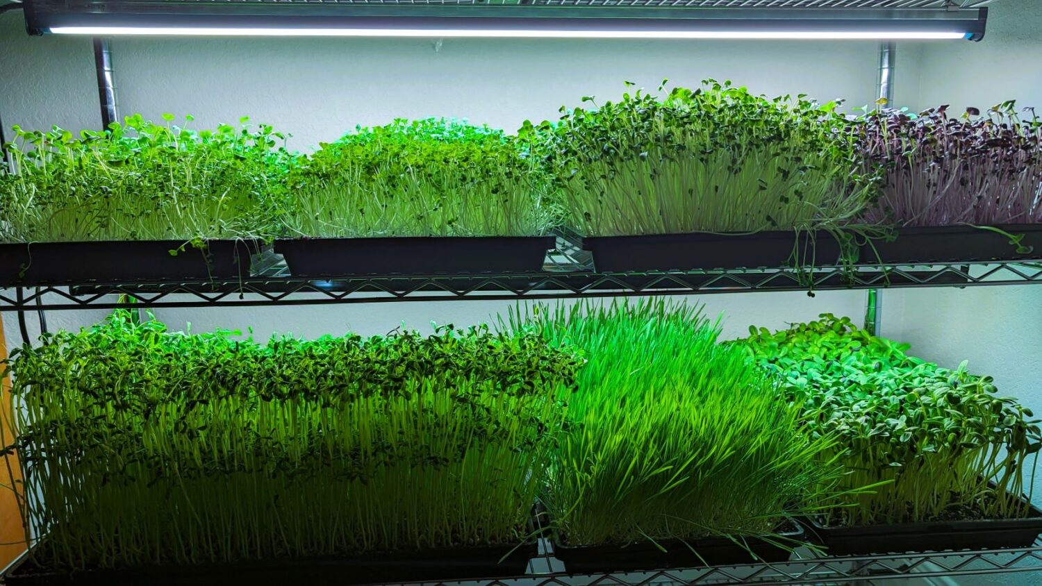 Trays of microgreens growing under lights on a home rack