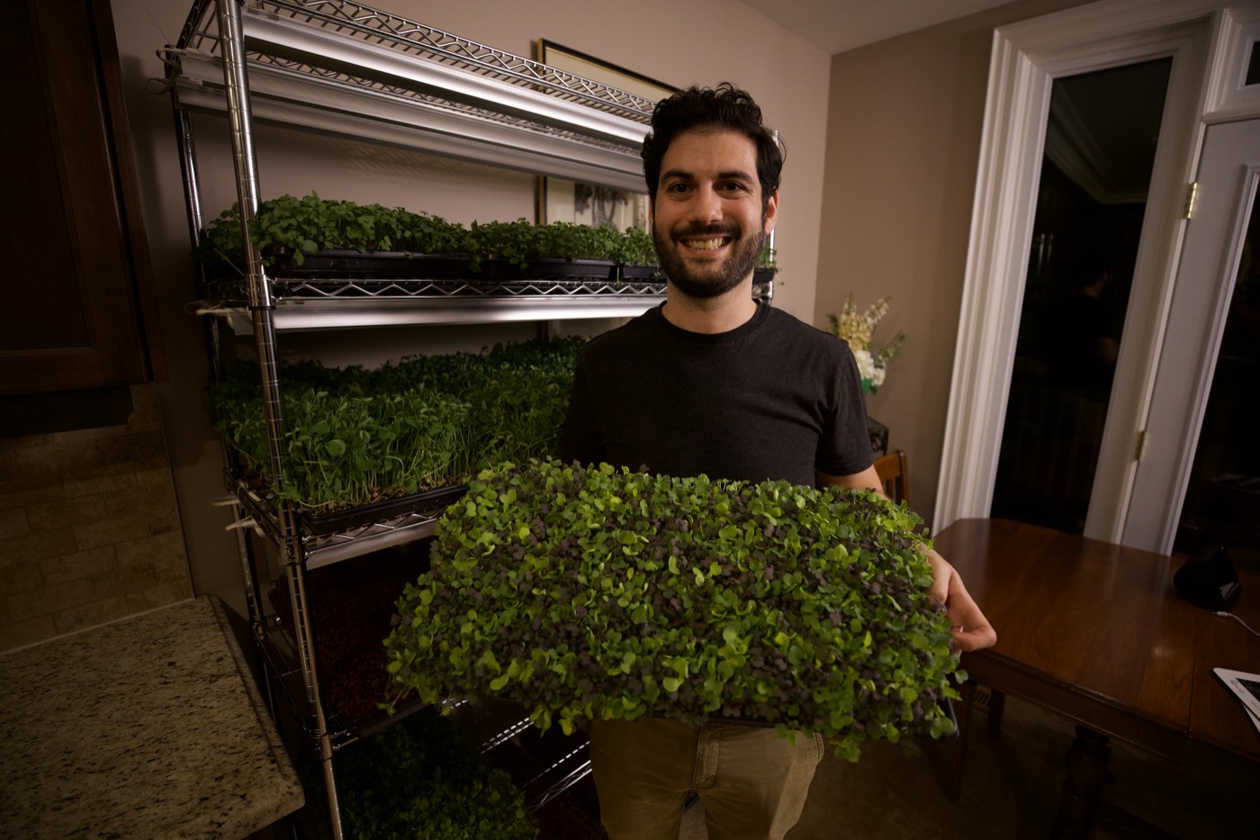 A grower holding a full tray of microgreens beside a home growing rack