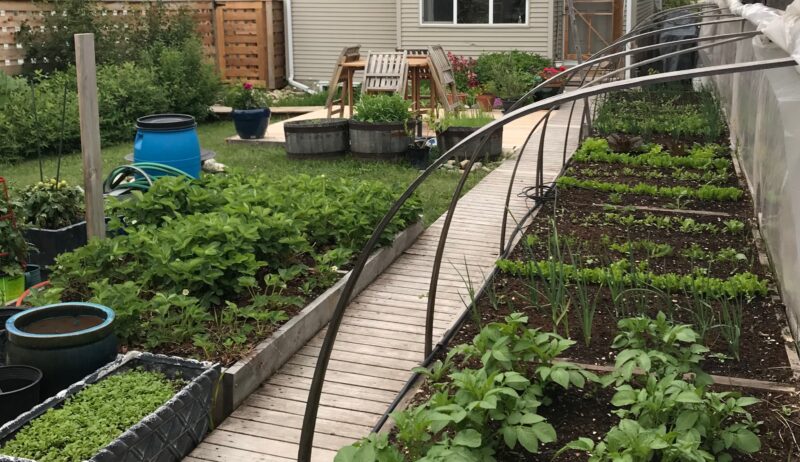 Garden at our old house