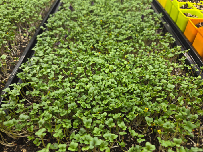 Tray with more yellow tips