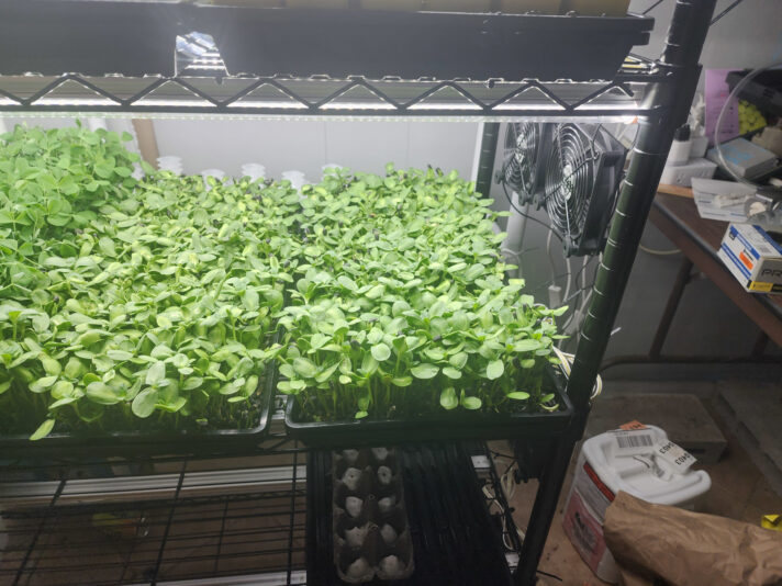 2024-02-28 Sunflowers both trays