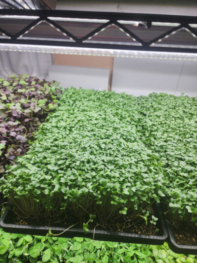 2024-02-28 Broccoli tray 1