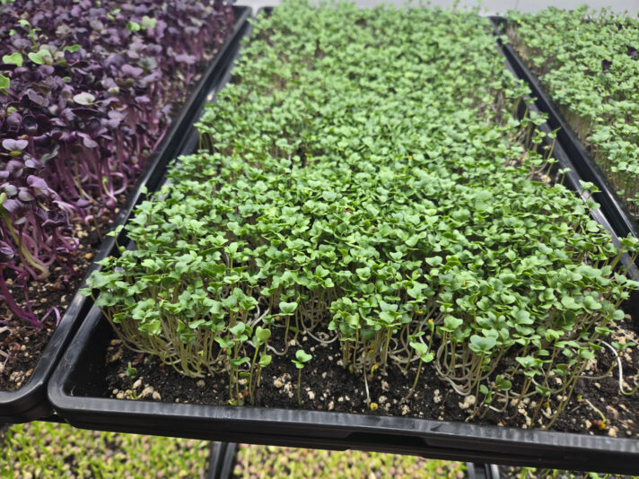 Tray with fewer yellow tips