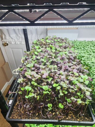 2024-02-28 Red Radish