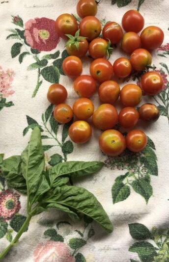 August 2024_cherry tomato and basil
