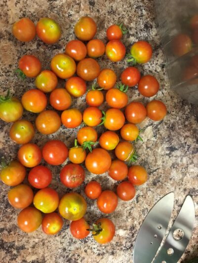 August 2024 cherry tomatoes_2