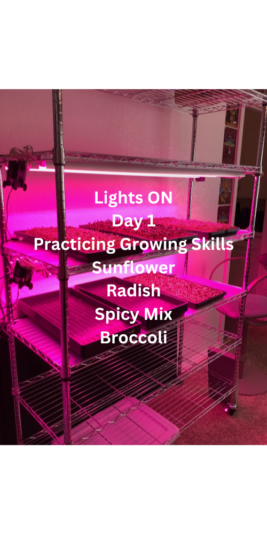 Lights ON Day 1 (500 × 1000 px)