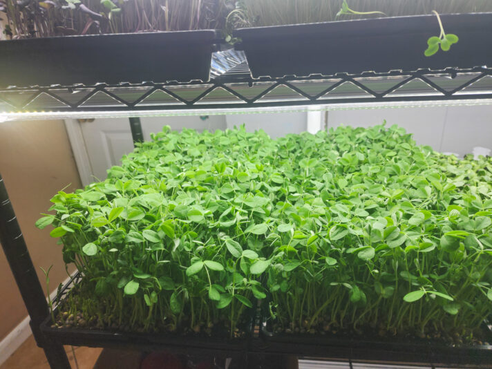 02-28-2024 Peas both trays