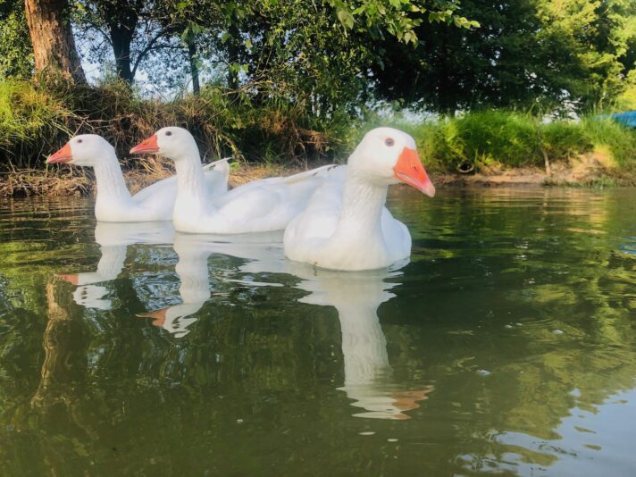 Goose Going in for the Attack