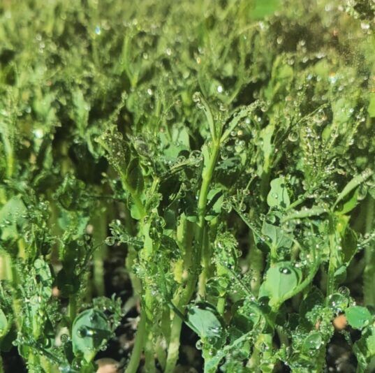 Screenshot_20240714_153057_Gallery