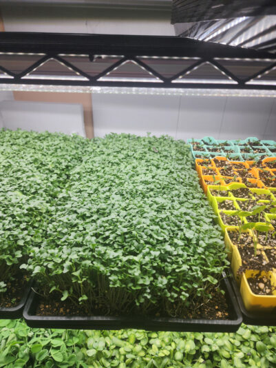 2024-02-28 Broccoli tray 2