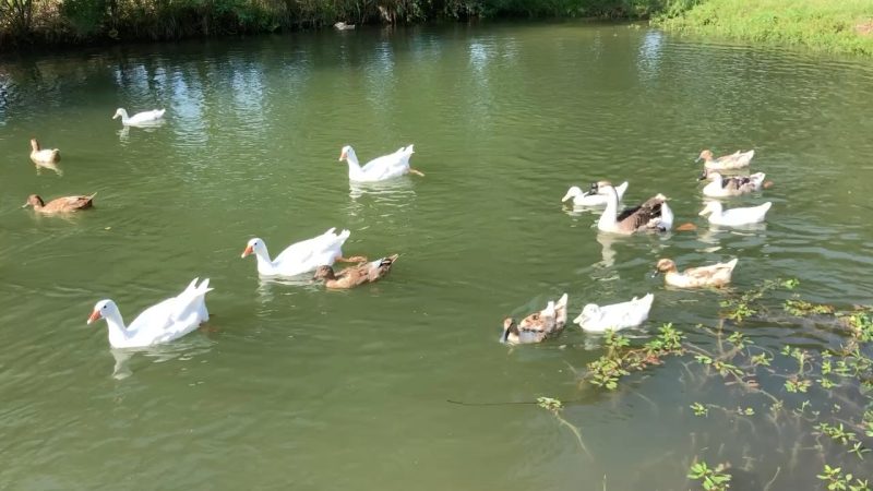 Ducks and Geese Swimming